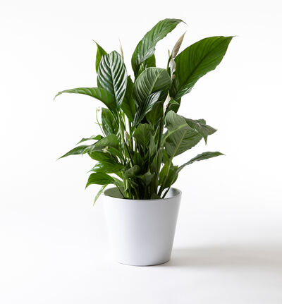 Fredslilje i hvit potte Fredslilje i hvit potte